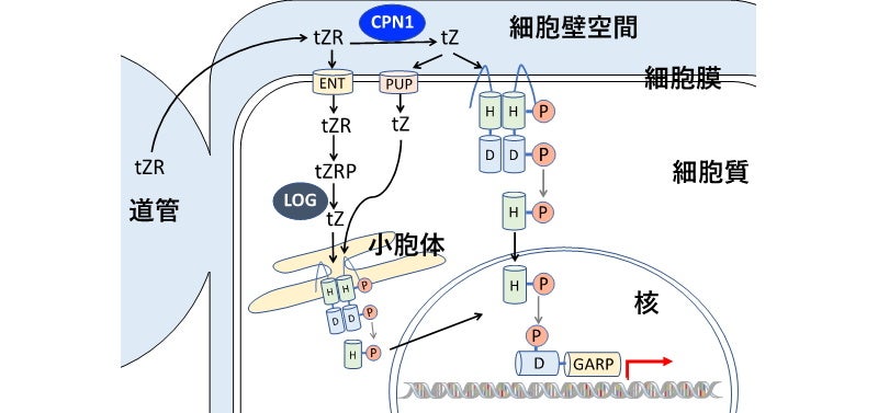 細胞壁空間におけるCPN1の役割