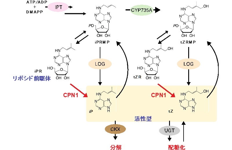 サイトカイニン生合成経路
