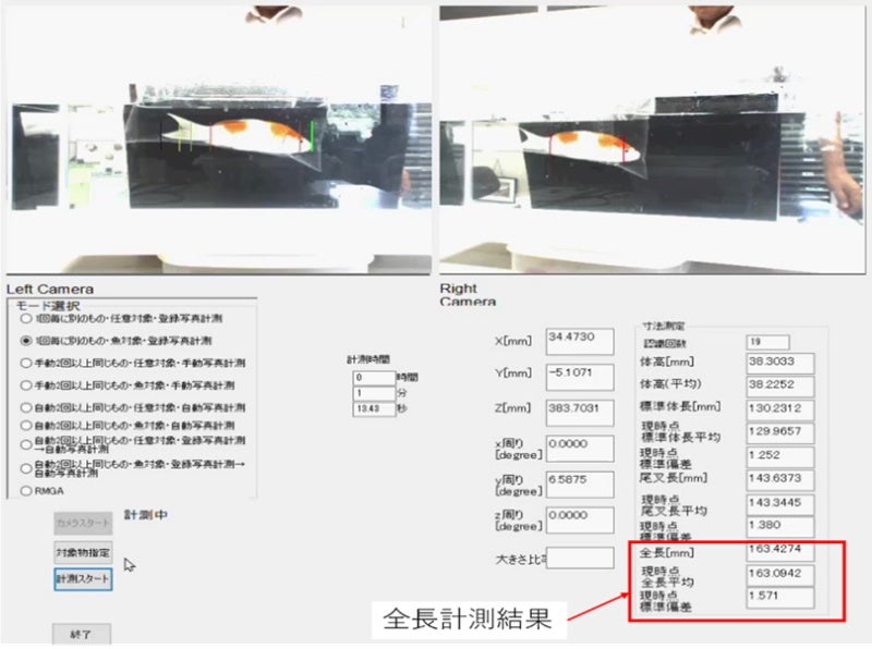 上段：左右複眼カメラの動画映像から切り出された計測用写真。　下段右側：左右画像から計測した、鯉の口先から尻尾の先端までの計測結果