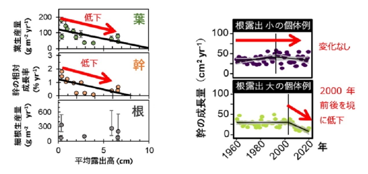 根の露出度合いとブナ成長量の関連（左）及び幹成長量の時間変化の例（右）
