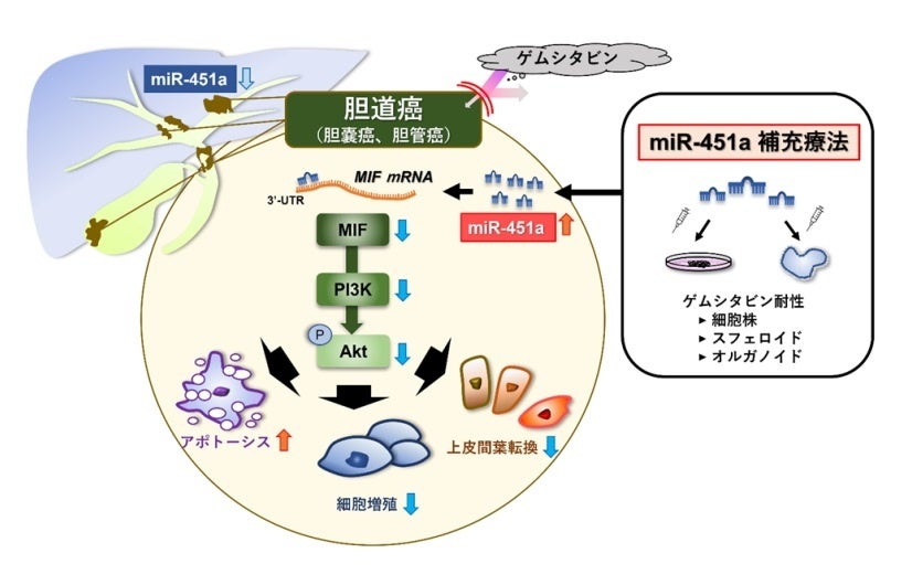 胆道癌に対するmiR-451a導入による抗腫瘍効果のメカニズム