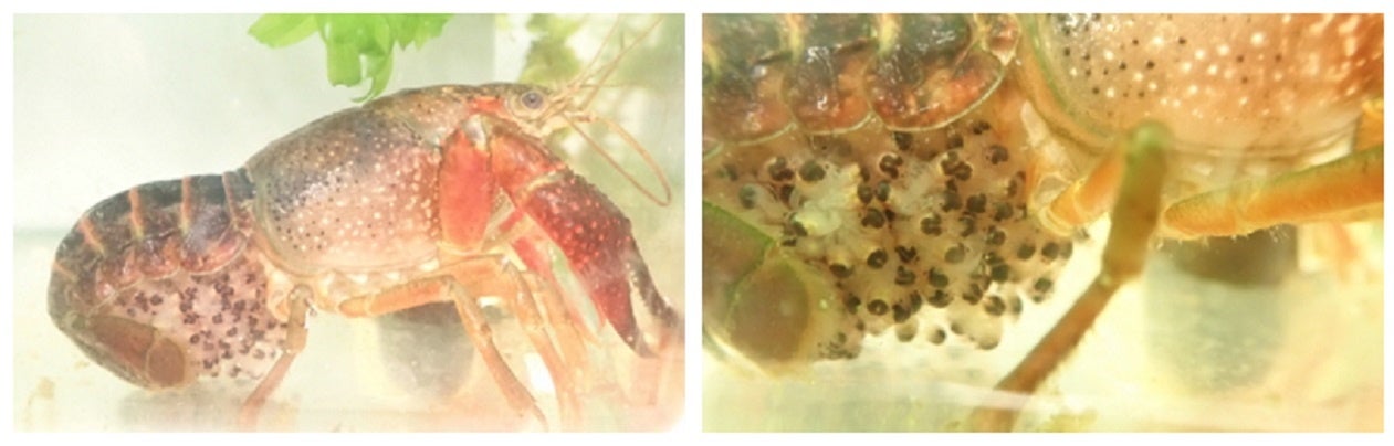 アメリカザリガニの抱稚仔メス（左）と母親の腹部で孵化した稚ザリガニ（右）