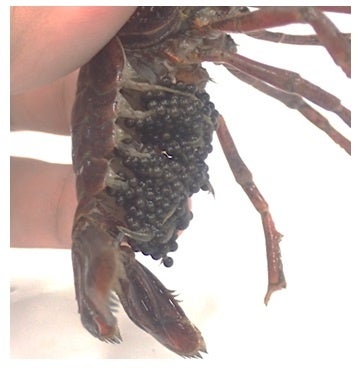 アメリカザリガニの抱卵メスの腹部