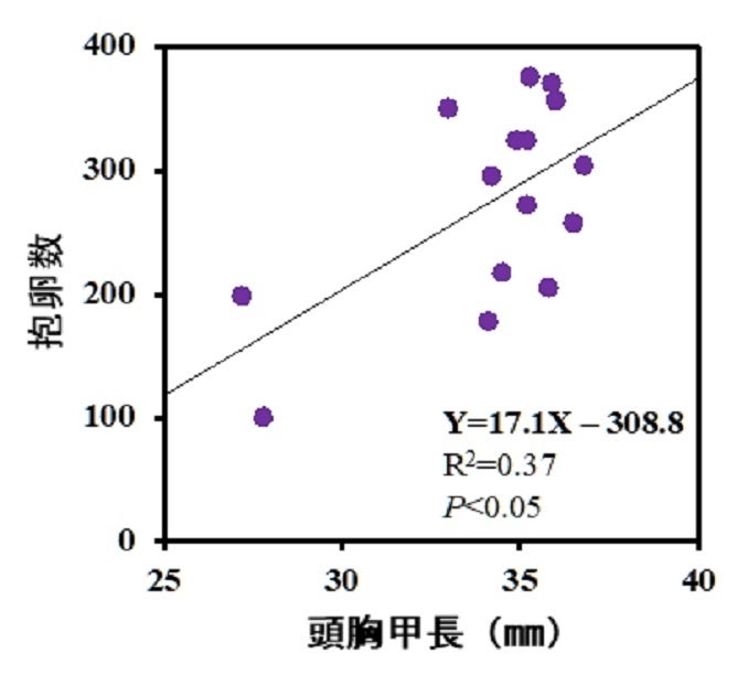 アメリカザリガニの体サイズ(頭胸甲長)と抱卵数の関係