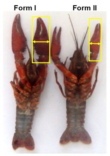 アメリカザリガニの成熟オスのForm I個体（左）とForm II個体（右）。Form IではForm IIに比べハサミが大型化する。