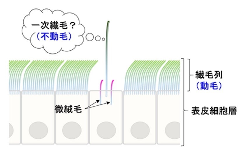 無腸動物の繊毛表皮細胞列中に配置している不動毛を有する細胞