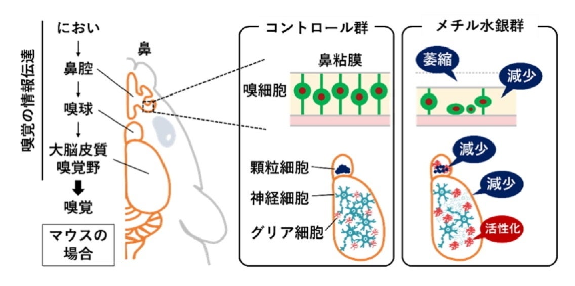 マウス嗅覚系に対するメチル水銀曝露の影響