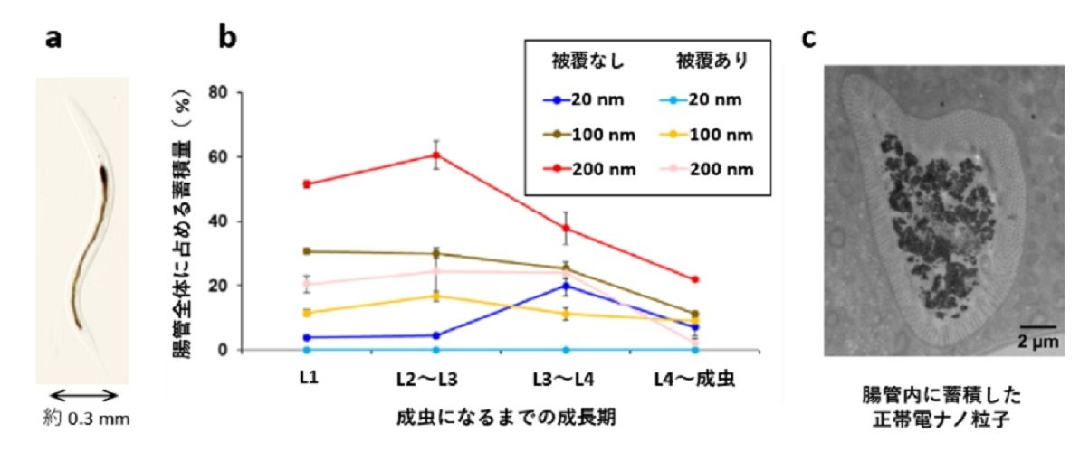 (a)線虫体内に蓄積したナノ粒子の光学顕微鏡像。(b)ポリグリセロール被覆有りと無しのナノ粒子を異なる成長期の線虫(L1~L4)に投与した際の体内蓄積量。(c)腸管腔内に蓄積した正帯電ナノ粒子の電子顕微鏡画像。