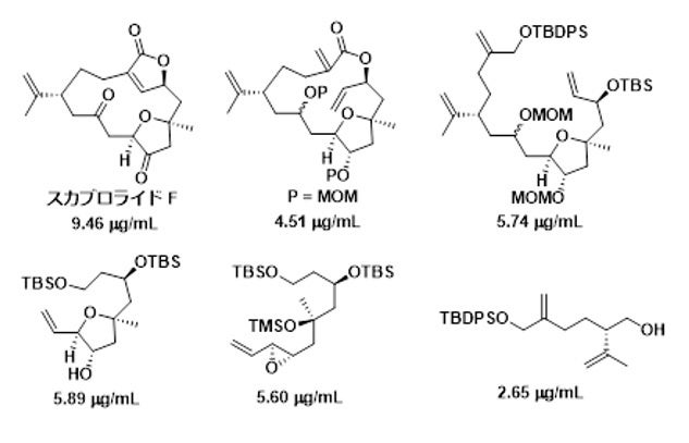 タテジマフジツボのキプリス幼生に対する付着阻害活性（EC50）