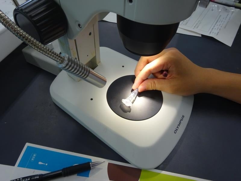 顕微鏡でアリを観察