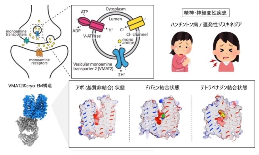 シナプス小胞における神経伝達物質の輸送を担当するVMAT2のcryo-EM構造