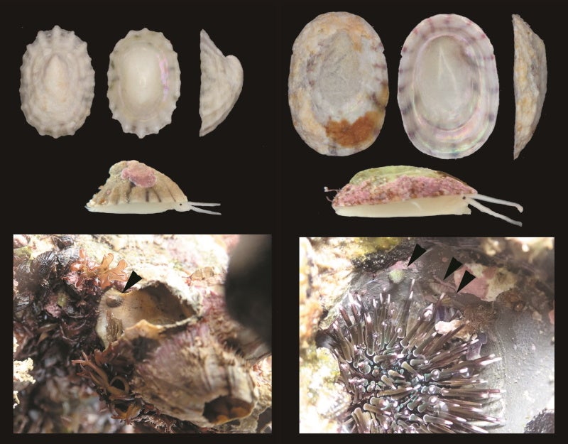 波あたりの強い環境に生息するアコヤザラ(左)とウニの巣穴に共生するハナザラ(右)