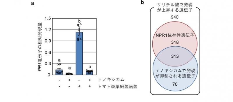 図2. テノキシカムによるサリチル酸依存遺伝子の発現抑制