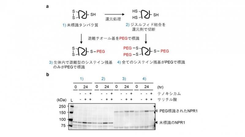 図4. NPR1中のシステイン残基の酸化還元状態に対するサリチル酸とテノキシカムの影響