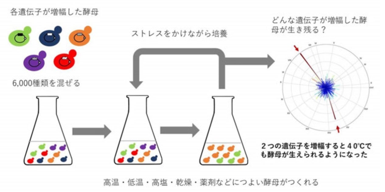 ストレス環境に強い酵母を探るための新しい実験系「ADOPT」を開発