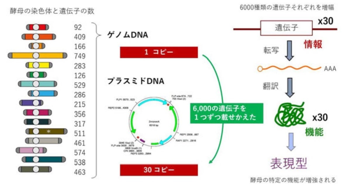 これまでの研究:それぞれのタンパク質の機能を増強した6000種類の酵母株を作出