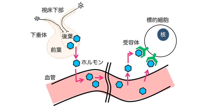 【岡山大学】原始左右相称動物・扁形動物の“原型(プロトタイプ)脳”から神経内分泌系の進化起源を特定