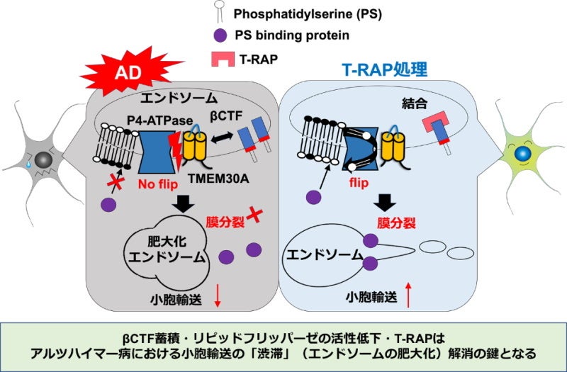 T-RAPペプチドによる小胞輸送障害改善効果