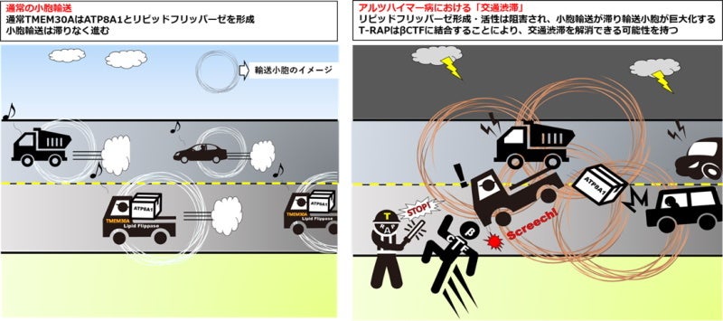 アルツハイマー病（AD）における小胞輸送障害の概念図