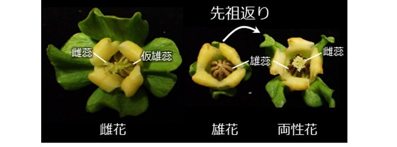 岡山大学 柿の花が解き明かす 植物の揺らぐ性 の進化 作物の性別を制御して効率的な作物生産や品種改良につながる技術へ 国立大学法人岡山大学のプレスリリース 岡山大学 柿の花が解き明かす 植物の揺らぐ性 の進化 作物の性別を制御して効率的な作物生産や品種改良につながる技術へ 国立大学法人岡山大学のプレスリリース