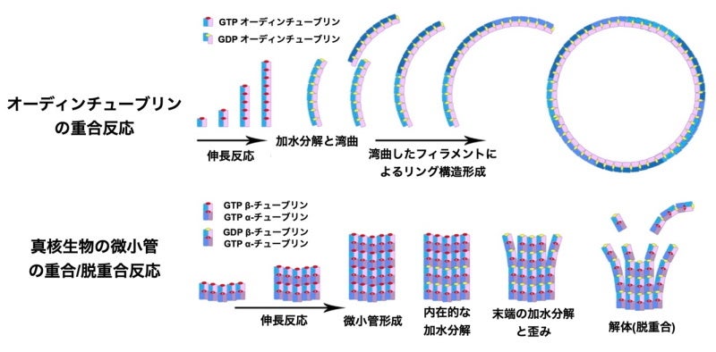 図2. オーディンチューブリンと真核生物の細胞分裂に関わる微小管の重合反応の比較 （Credit ロバート・ロビンソン／C. Akıl et al. Sci. Adv.2022より改変）