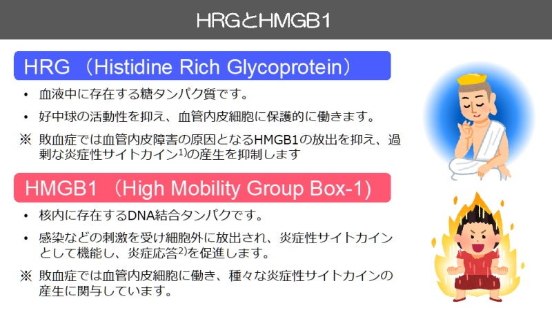 図1. HRGとHMGB1