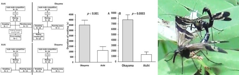 図. ヤマトシリアゲにおけるオスの交尾行動の地域間比較図（左）と、餌を巡って激しく争うオスの様子（右）。オス間闘争は、腹部の末端にあるハサミ状の器官（把握器）や翅を相手に叩きつけたり、把握器で相手の腹部をはさんで持ち上げようとする