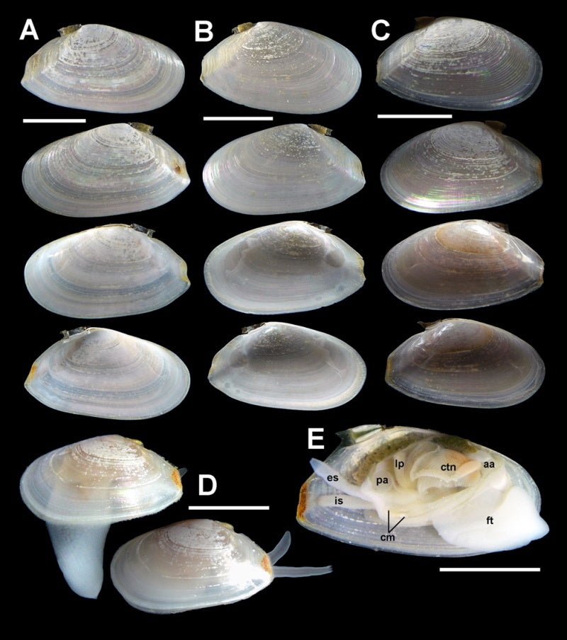 新種ハチザクラ Nitidotellina hachiensis Fukuda, Ishikawa, Ito & Haga, 2022。すべてハチの干潟産。Aはホロタイプ、B–Eはパラタイプ。スケールは5 mm