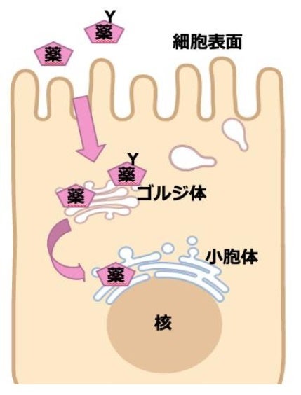 ゴルジ体の中に人工合成された糖タンパク質を送達することに初めて成功