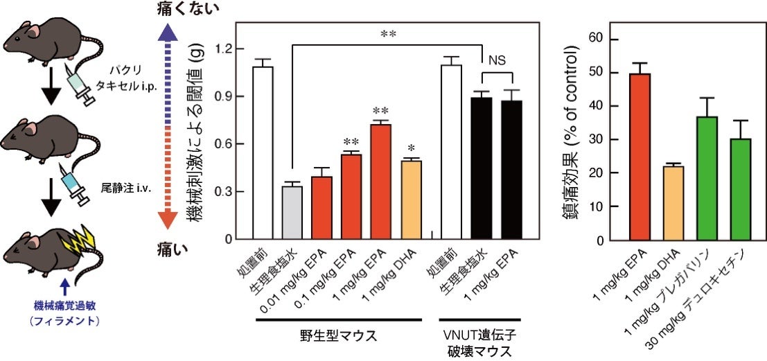 EPAはVNUTを標的に神経障害性疼痛を改善する