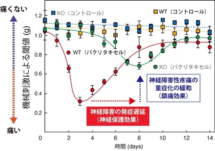 VNUTは神経障害性疼痛の予防と治療に有効