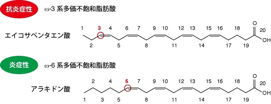 岡山大学】魚油や亜麻仁油に含まれるオメガ3系多価不飽和脂肪酸