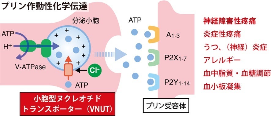 プリン作動性化学伝達の役割