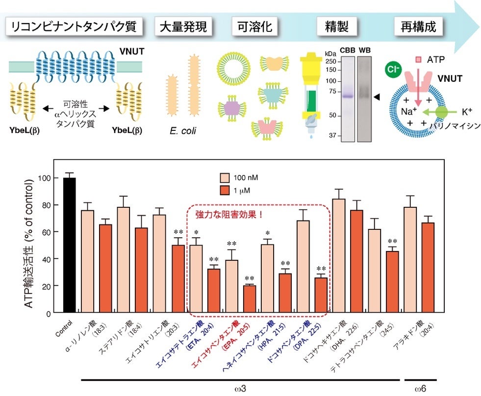 岡山大学】魚油や亜麻仁油に含まれるオメガ3系多価不飽和脂肪酸