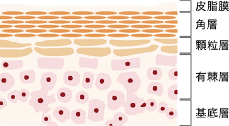 皮膚構造図：皮膚バリア機能は角層から顆粒層の第一層目まで