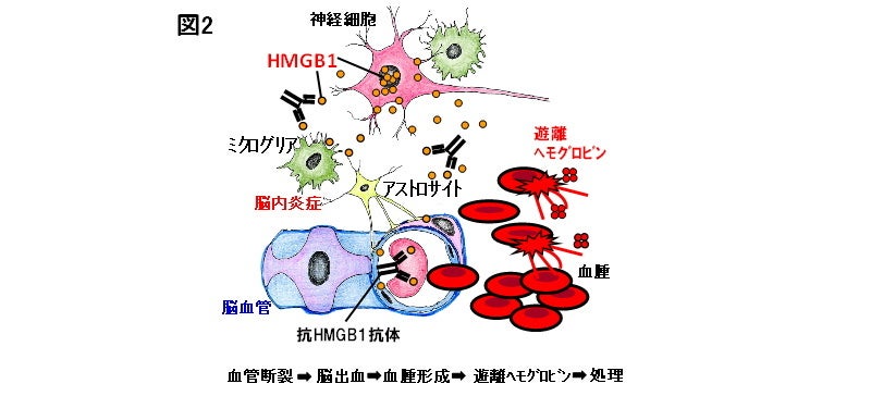 図2.脳障害時に放出されるHMGB1の多様な機能