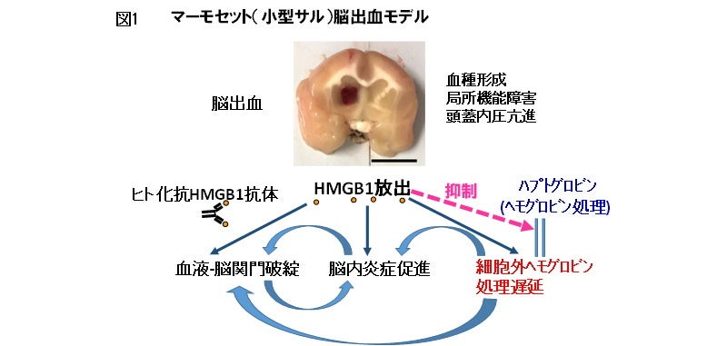 図1.新たに見つかった抗HMGB1抗体の予想される作用機序