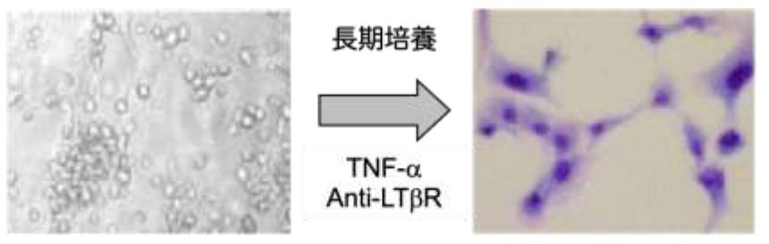 図2. マウスリンパ節より単離した制御細胞