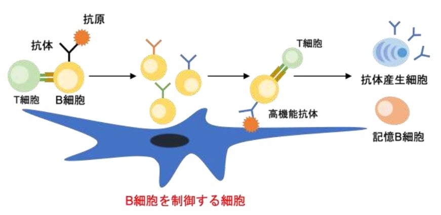 図1. B細胞の抗体産生機構
