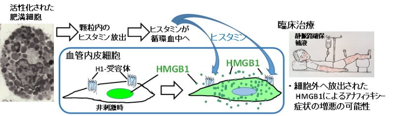 肥満細胞の活性化によるヒスタミンの放出反応とその下流で生じるHMGB1遊離