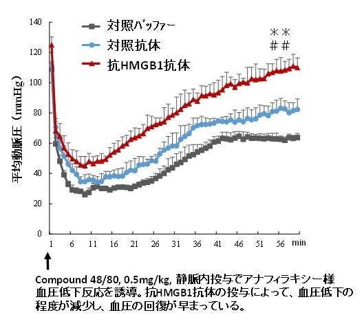 ラット肥満細胞の活性化によるアナフィラキシー様症状に対する抗HMGB1抗体の投与効果
