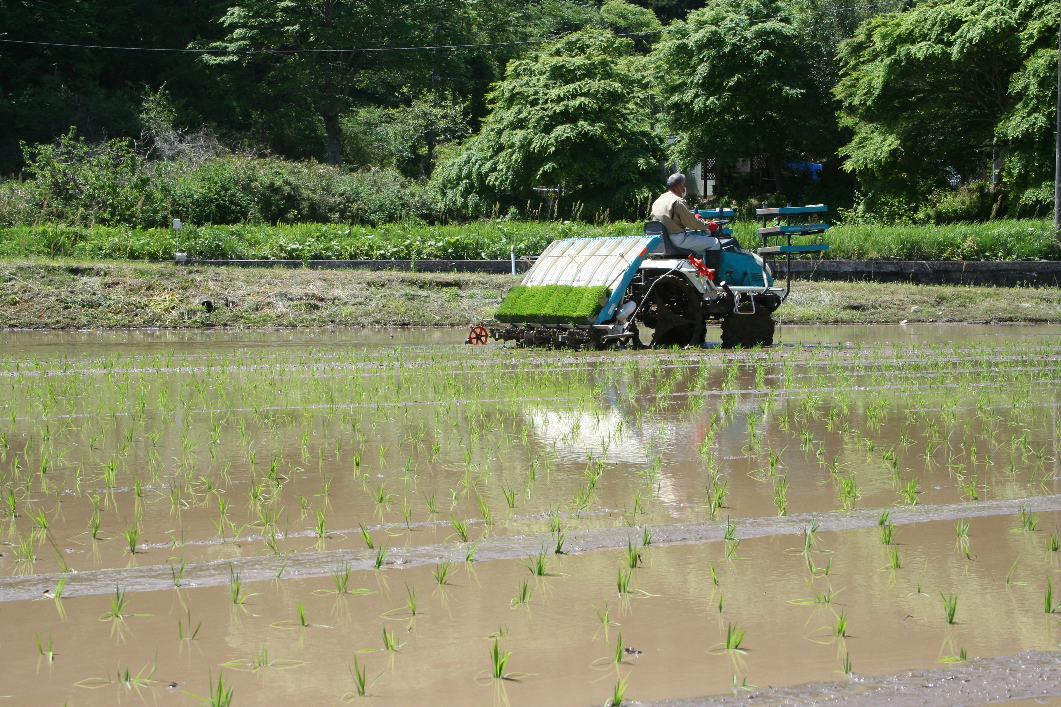 田植え1（大熊町大川原）
