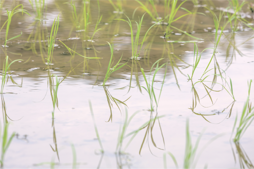 田植え2（大熊町大川原）
