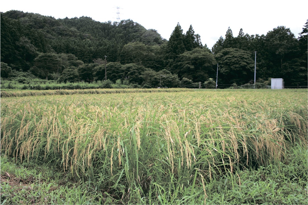 稲刈り前（大熊町大川原）