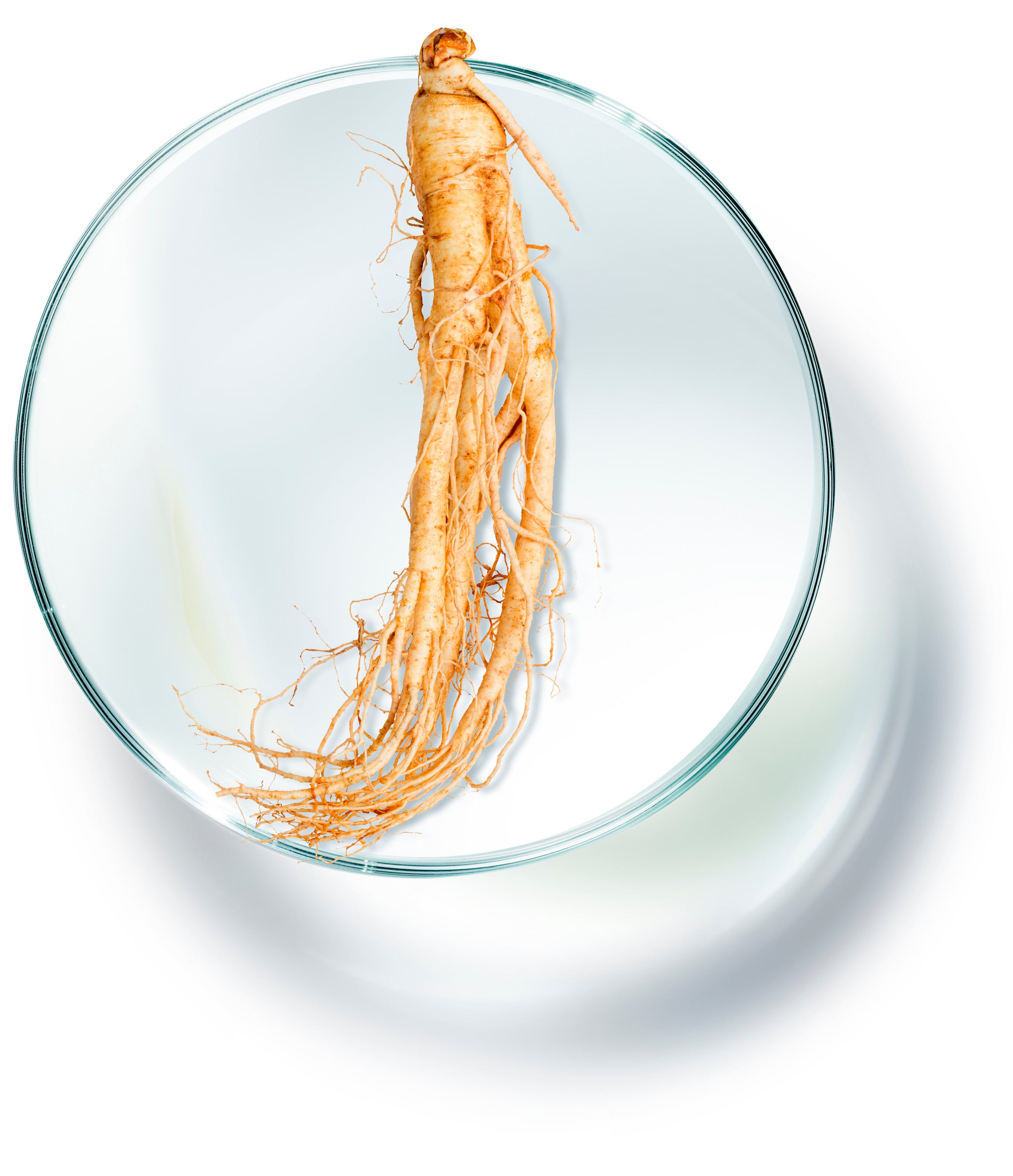 ニンジンエキス