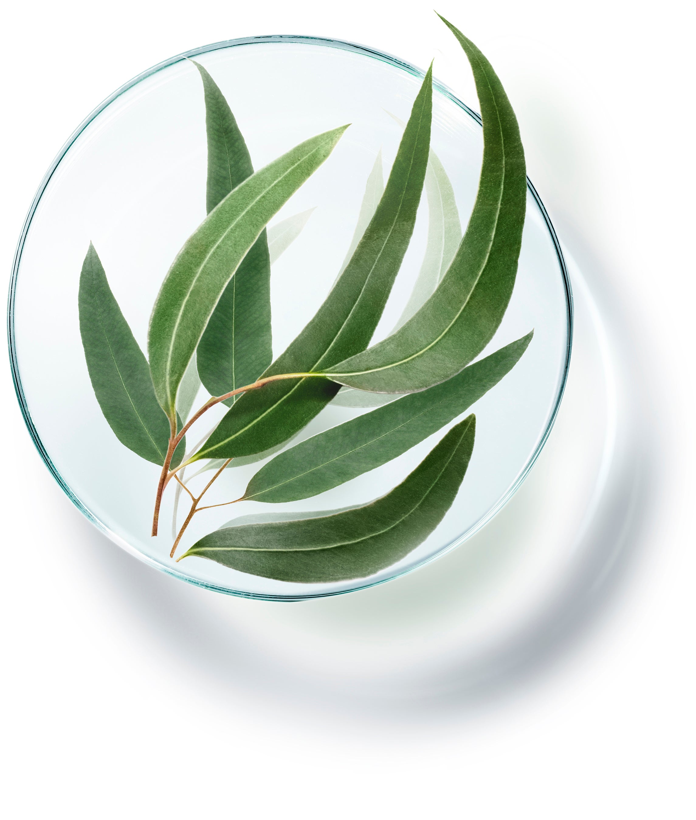 ユーカリエキス