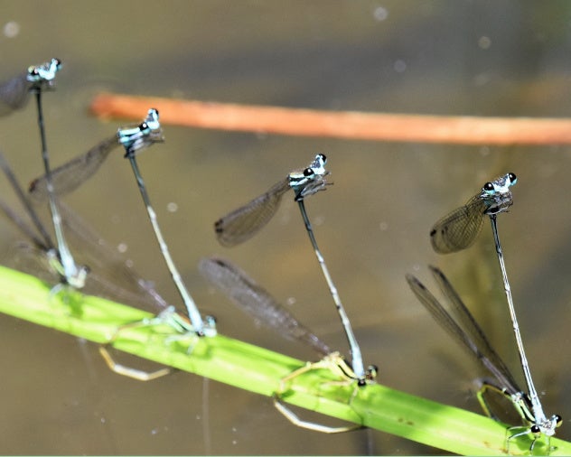 グランプリ作品「ソーシャルディスタンス」