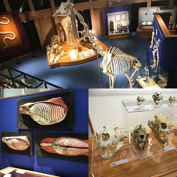 いのちの博物館