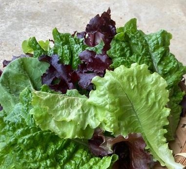 地元農家の無農薬野菜