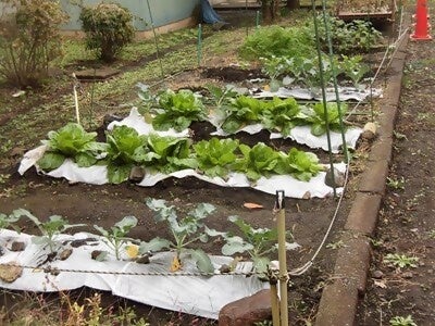 児童たちが作ったサンサン野菜